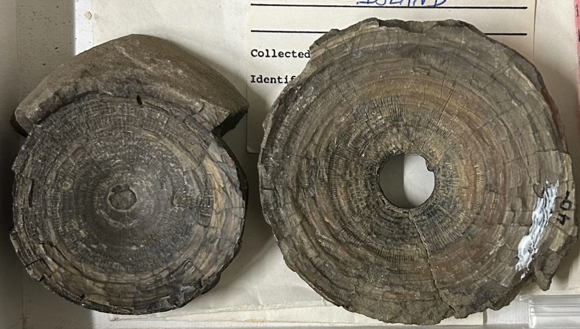 The Antarctic Fossils of PRI — Paleontological Research Institution